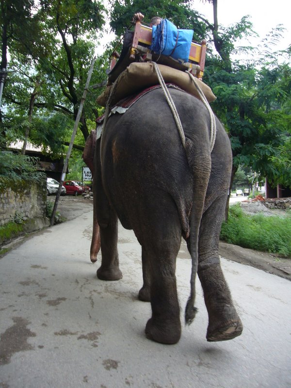 More elephant.